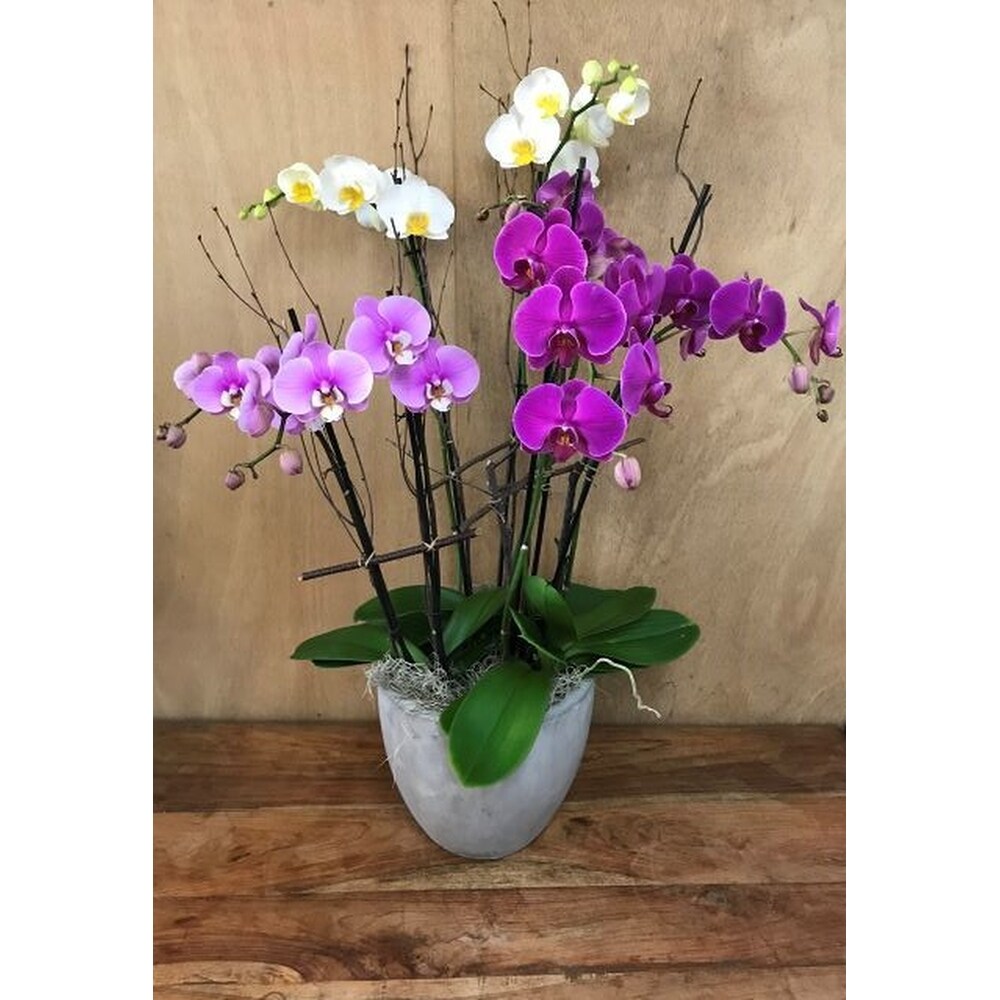 Tropical Explosion Orchid Garden in Napa CA - Garaventa Florist