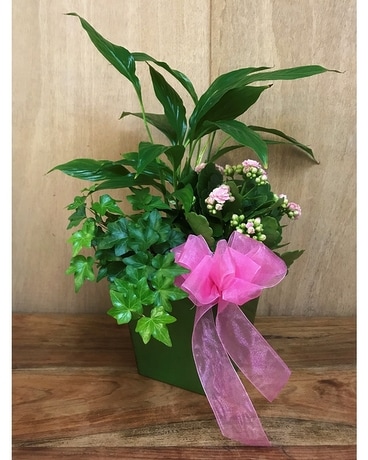 TRADITIONAL SPRING GARDEN Dish Garden Plant