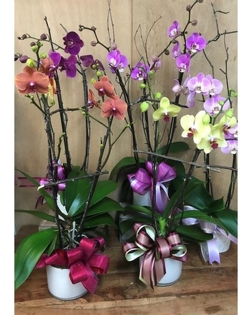 Colored Orchid Plant Plant