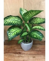 Standard size, 30 inches height and 28 inches wide.