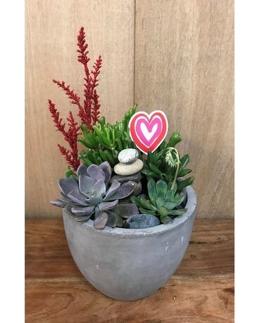 LOVE IN THE DESERT Plant