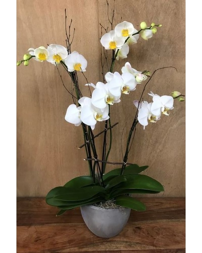 アントニーニ　 　　花 アントニーニ 花