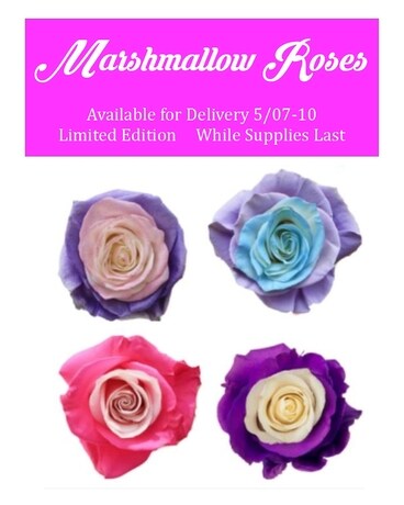 One Dozen Marshmallow Roses Flower Arrangement
