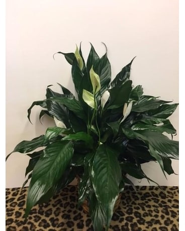 Spathiphyllum Plant