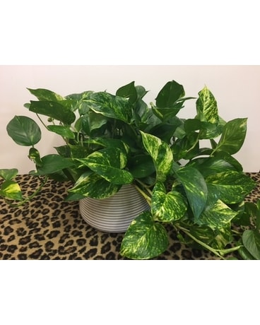 Pothos Ivy Plant