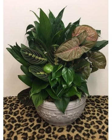 Medium Dish Garden Plant