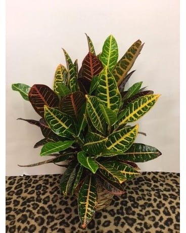 Croton Plant