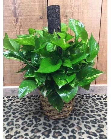 6 Plant