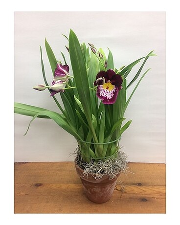 Pansy Orchid
