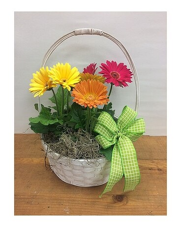 Gerbera Basket