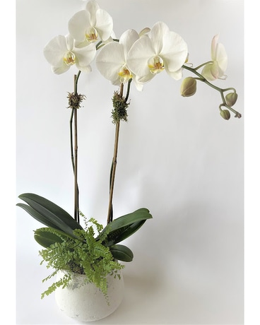 Shabby Chic Orchid Plant
