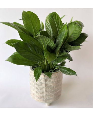 Spathiphyllum Plant