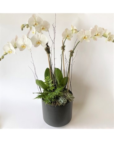 Grand Gesture Plant