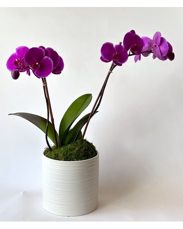 Magenta Orchid Plant