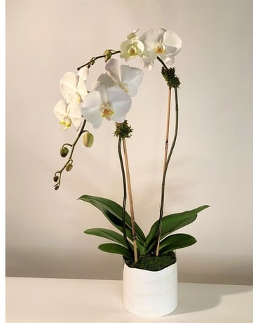 Orchid Renewal Plant