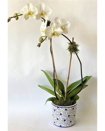 Caspian Orchid Plant