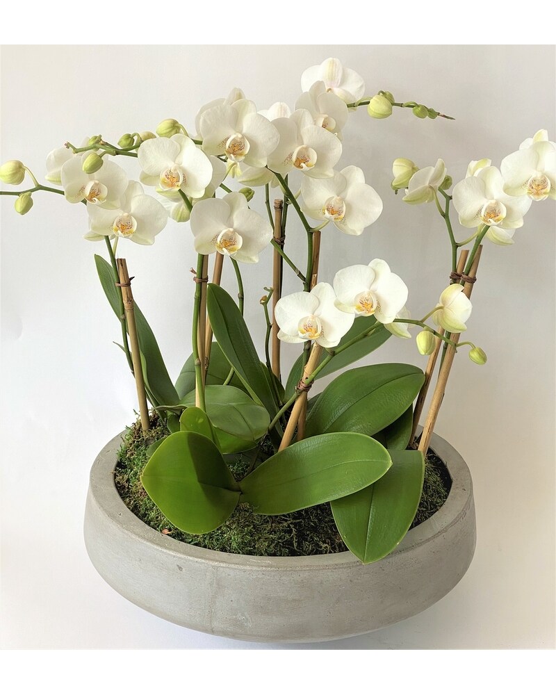 石木文　輪花皿　white garden White Orchid Garden in East Quogue NY - Roses And Rice