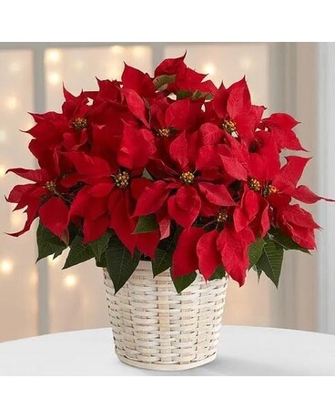 Sweeten's Regal Red Poinsettia
