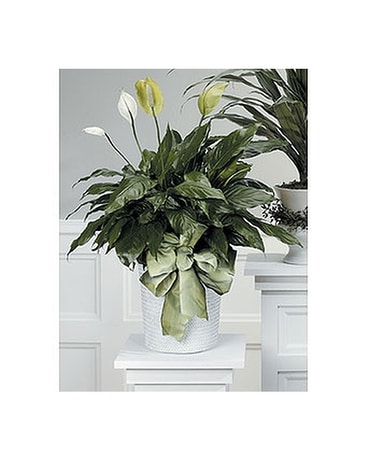 Peace Lily Plant In Arlington Tx H E Cannon Floral