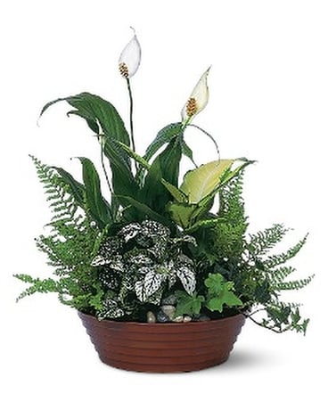 White Garden Dish Garden Plant