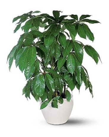 Schefflera Plant