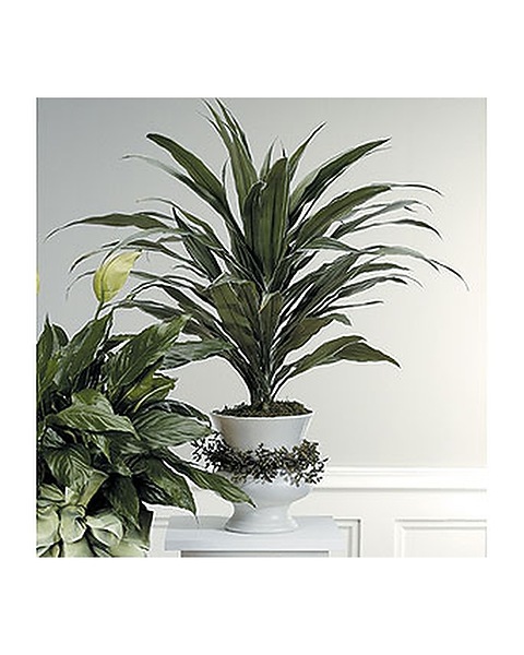 Dracena Plant in Arlington TX - H.E. Cannon Floral & Greenhouses, Inc. -  Arlington