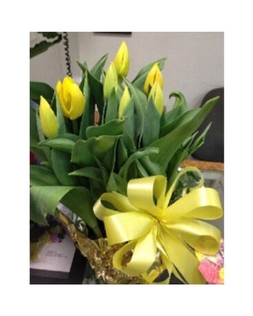 Tulip Plant