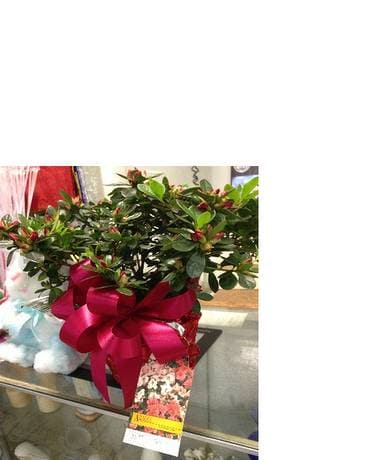 Azaleas Flower Arrangement
