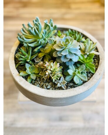 Succulent Garden - Large Plant