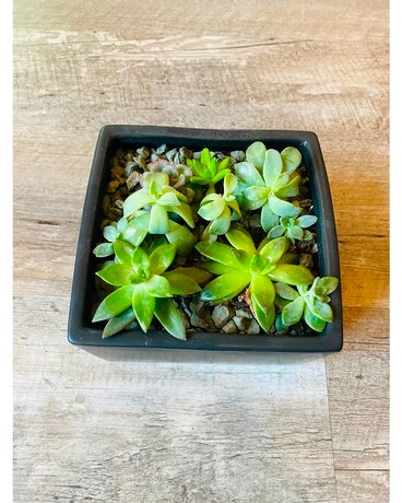 Succulent Garden - Small Plant