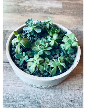 Succulent Garden - Medium Plant