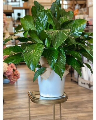 Simply Elegant Spathiphyllum - Medium Plant