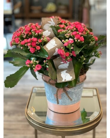 Kalanchoes - Easter Plant