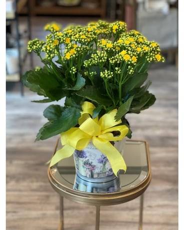 Kalanchoe - Spring Plant