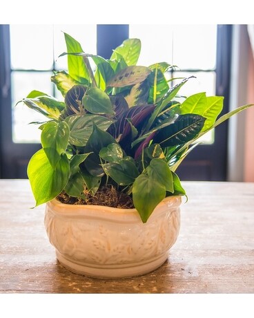 Dish Garden 14