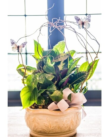 Dish Garden 14