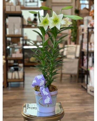 Easter Lily Plant