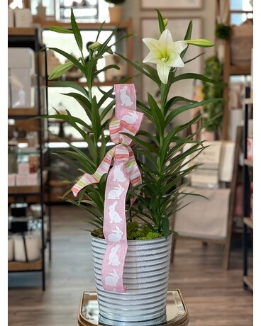 Easter Lily Plant