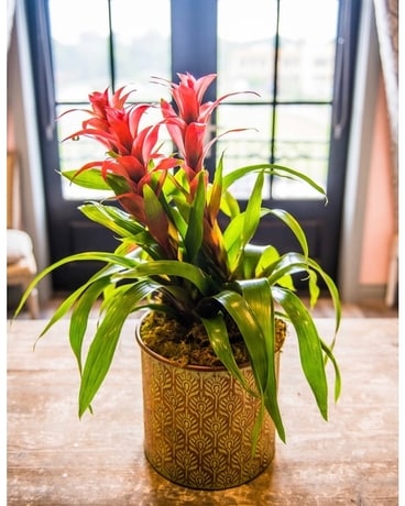 Triple Bromeliad Plant