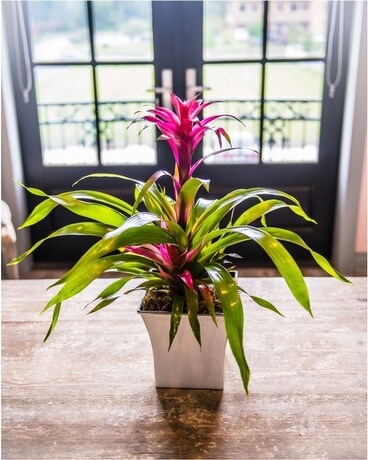 Tropical Bromeliad Plant