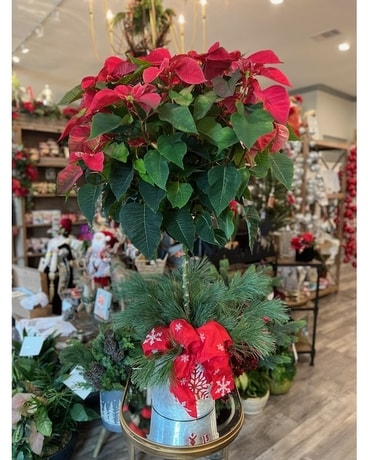Poinsettia Tree - 48