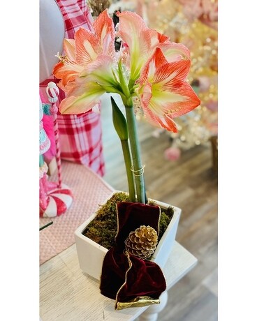 Pink Amaryllis Plant Plant