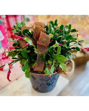Christmas Cactus Plant