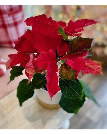 Small Poinsettia Plant