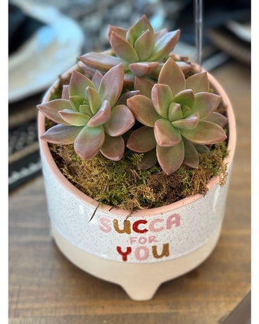 Succa for You Plant
