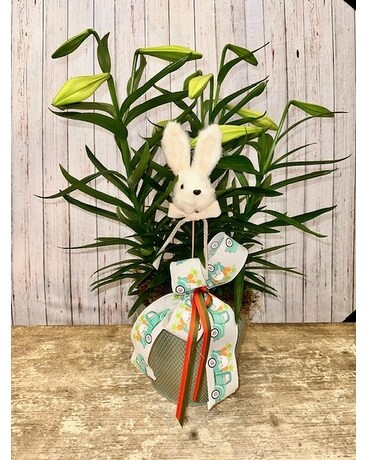 Easter Lily Plant