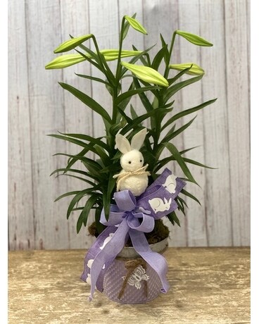 Easter Lily Plant