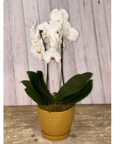 White Orchid Plant
