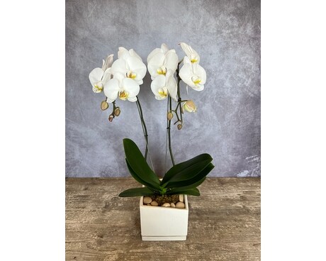 Double White Orchid Flower Arrangement