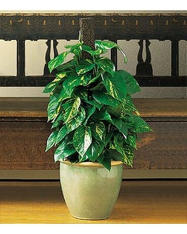 Proud Pothos - by Lary's Florist & Designs LLC Plant